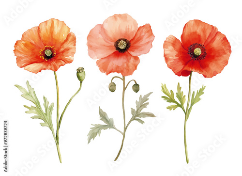 watercolour clipart of Poppy