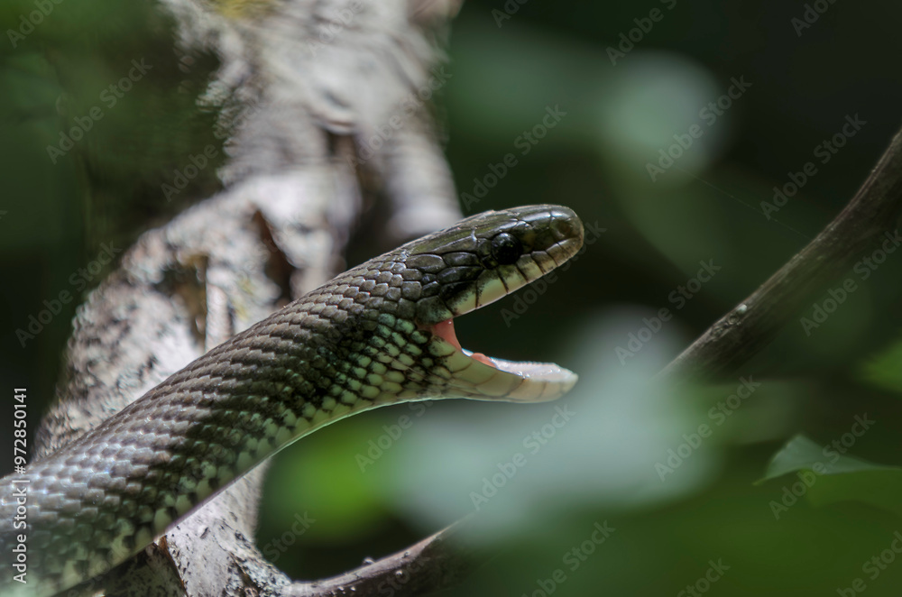 Aesculapian snake at the tree Aesculapian snake at the tree