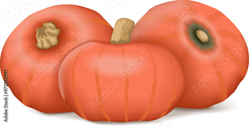 Group of Sunshine kabocha squash. Winter squash. Cucurbita maxima. Fruits and vegetables. Isolated vector illustration.
