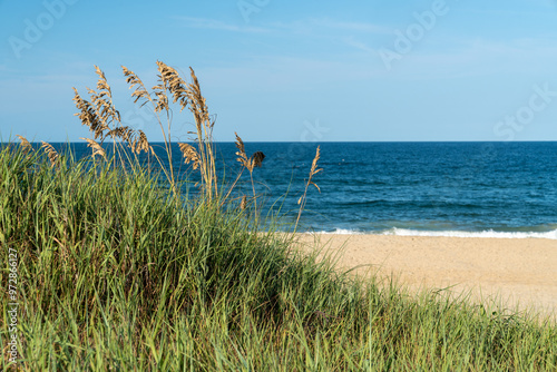 Patch of sea grass or sea oats on the beach - Nags Head North Carolina - Outer Banks