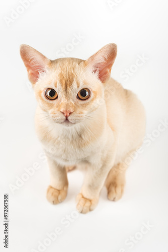 Burmese kitten on a white studio background.