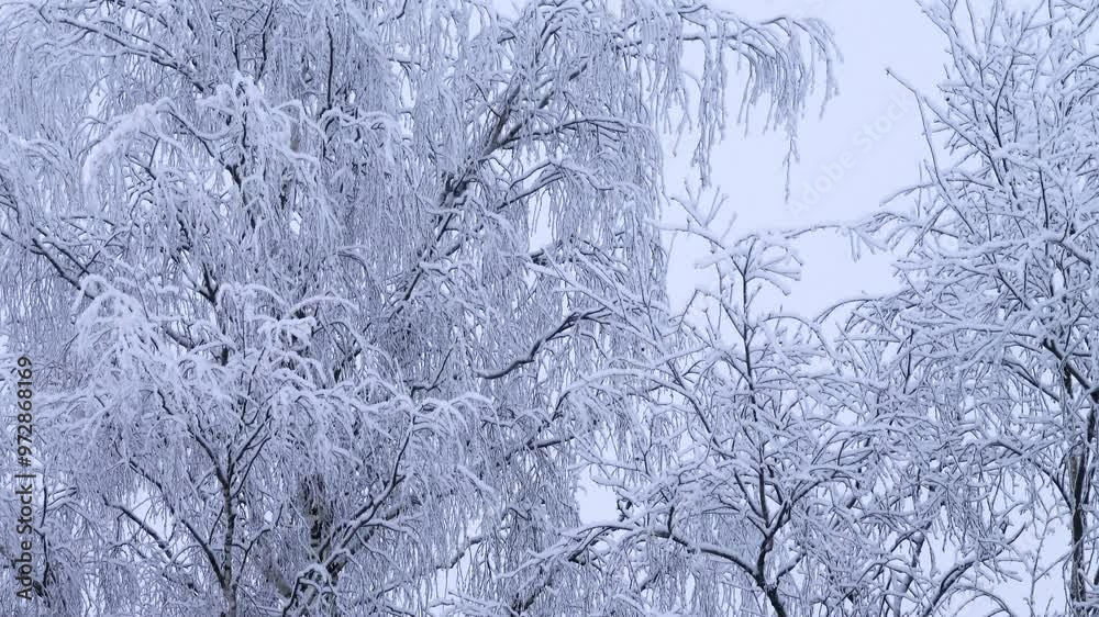 Meteorology. Intense snowfall in calm weather. Snow sticks to the branches of trees (snow build-up) Meteorology. Intense snowfall in calm weather. Snow sticks to the branches of trees (snow build-up)