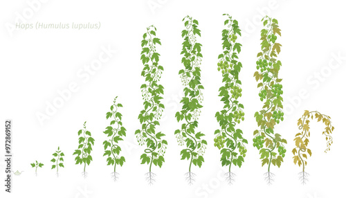 Stages of Hops Growth. The life cycle. Vector illustration.