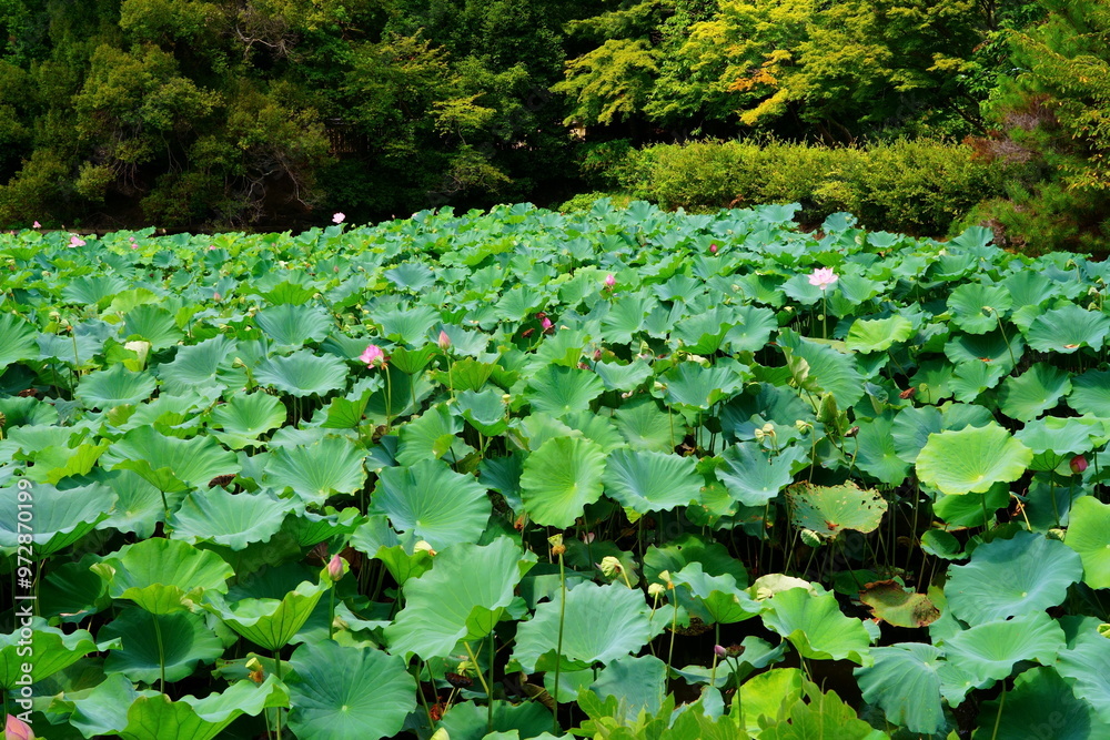 Nelumbo is a genus of aquatic plants with large, showy flowers Nelumbo is a genus of aquatic plants with large, showy flowers