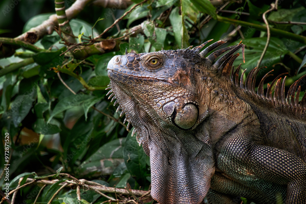 Iguana tropical, Parque Nacional de Tortuguero, Costa Rica Iguana tropical, Parque Nacional de Tortuguero, Costa Rica