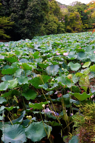 Nelumbo is a genus of aquatic plants with large, showy flowers