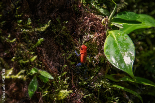 Rana flecha roja y azul, Parque Nacional Volcán Tenorio, Costa Rica photo