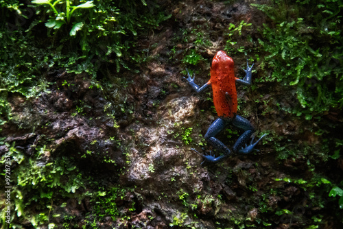 Rana flecha roja y azul, Parque Nacional Volcán Tenorio, Costa Rica