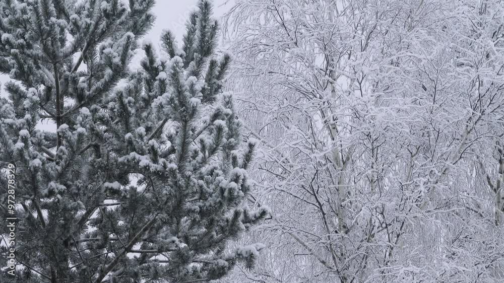 Meteorology. Intense snowfall in calm weather. Snow sticks to the branches of trees (snow build-up) Meteorology. Intense snowfall in calm weather. Snow sticks to the branches of trees (snow build-up)