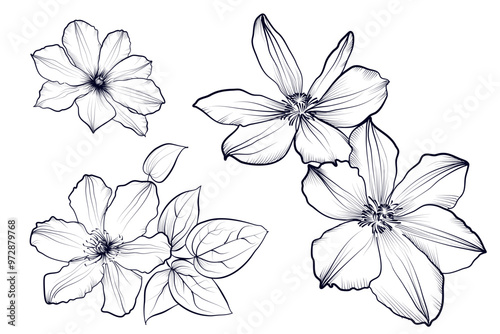 a set of hand-drawn clematis flowers vector illustration