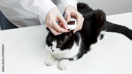 Use of glucometer for cat blood glucose test. Pets and diabetes concept photo