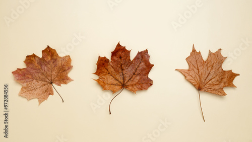 Golden orange autumn leaves of maple tree. Top view