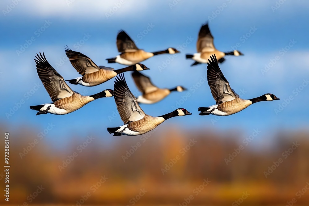Obraz premium A flock of geese flying in V-formation, honking as they migrate south for the winter, guided by instinct