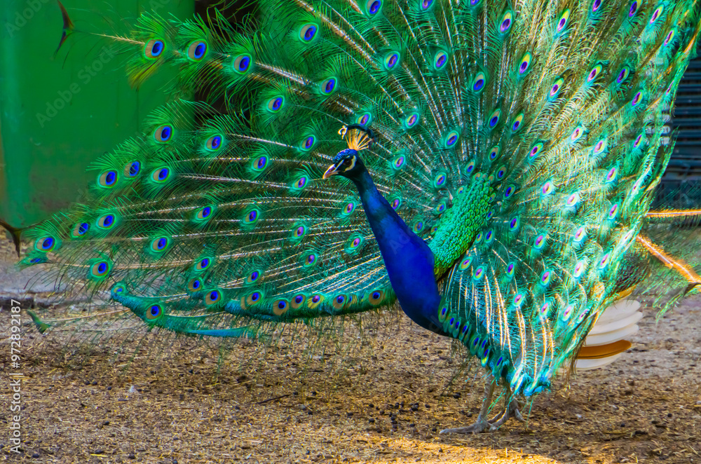 Obraz premium side view of a indian peafowl showing its feathers with pride