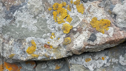 Grey Rock with Patches of Bright Yellow Lichen photo