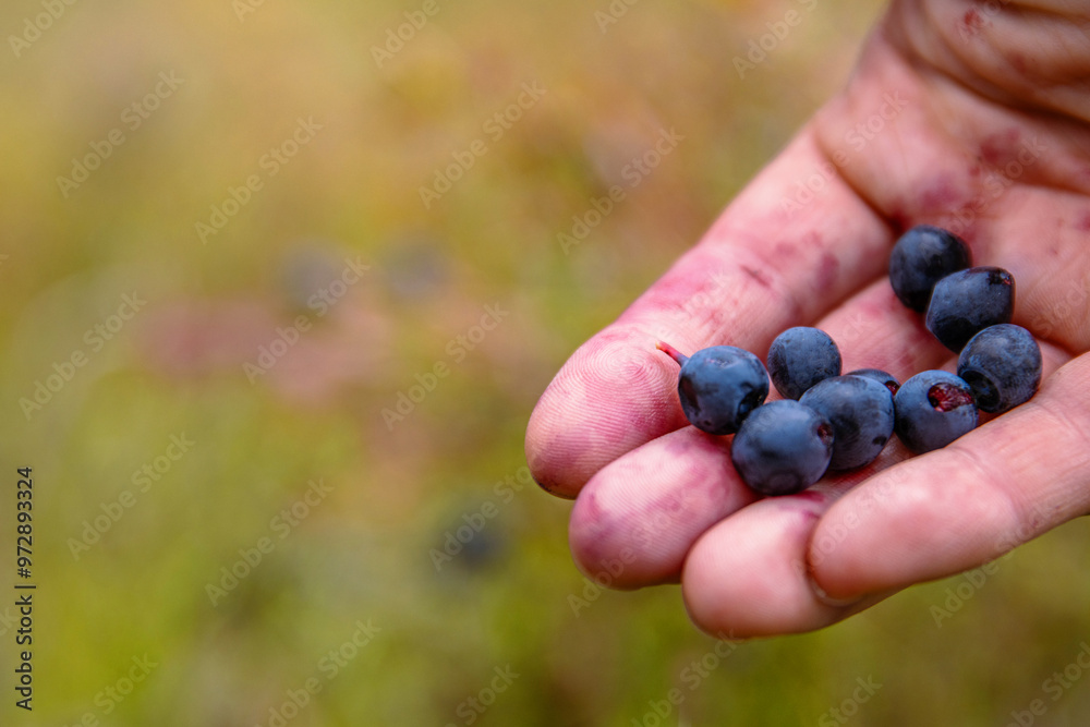 Closeup of Handfull of berries. Palm of the hand holding fresh wild blueberries handpicked from the forest. Finland, Hamina, Kymenlaakso. Blurred background. Copy space. Selective focus