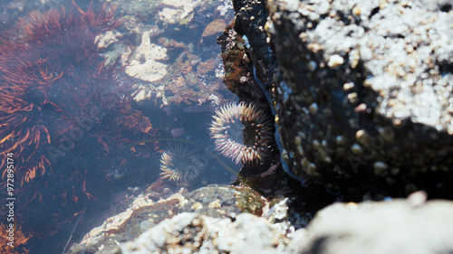 aggregating anemone photo