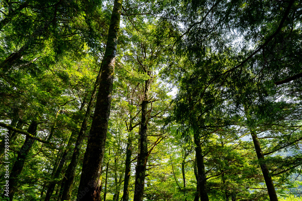 Fototapeta premium 上高地の風景
