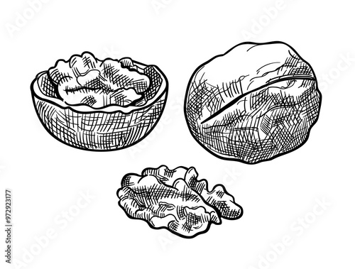 Set of walnuts, hand drawn sketch. One whole, half and seed of walnut. Isolated on white background.