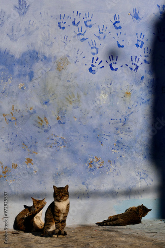 gatti di strada e di Souk del Marocco photo