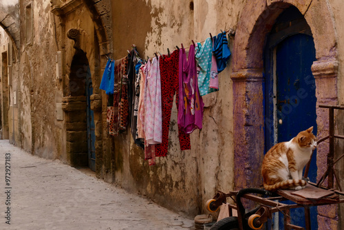 gatti di strada e di Souk del Marocco photo