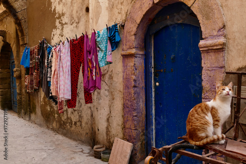 gatti di strada e di Souk del Marocco photo