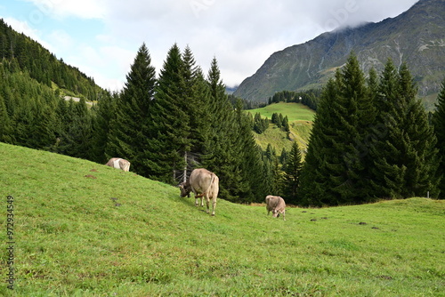 Cows in the Swiss mountains