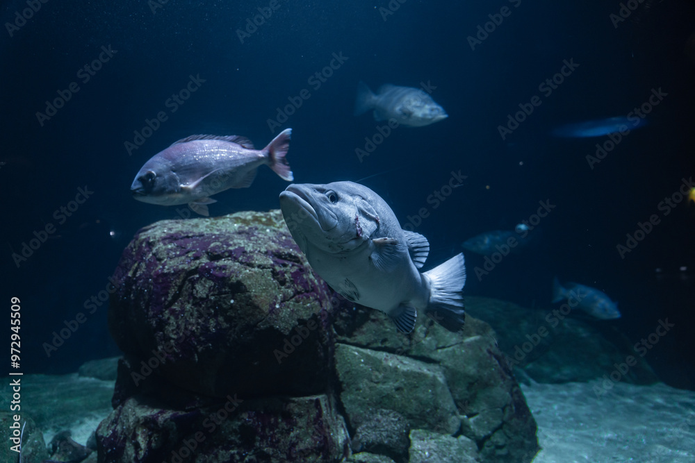 Obraz premium Life under the ocean. Exploring wild marine life underwater