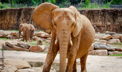 Female African Elephant with tusks looking out from its zoo home. African elephant ranging from Central Africa to South Africa. photo