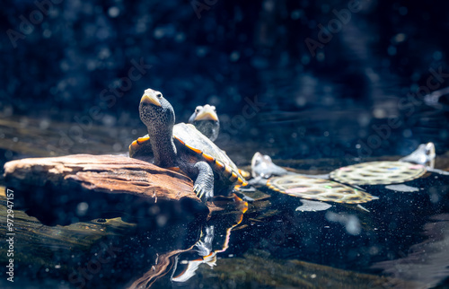 Diamondback Terrapin swimming in an aquarium at a zoo in Georgia. These turtles live in brackish coastal waters in North America. photo