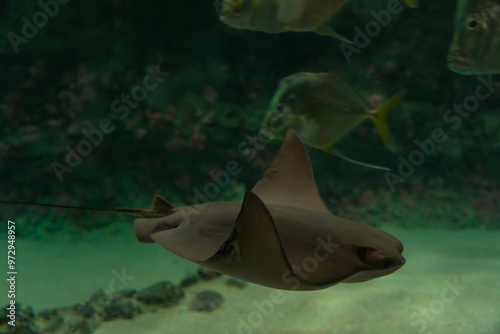 Life under the ocean. Exploring wild marine life underwater. Stingray cartilaginous fish Myliobatoidei