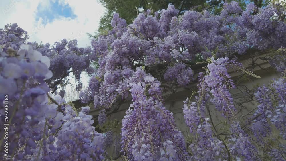 Wisteria in the garden, Georgetown, DC Wisteria in the garden, Georgetown, DC