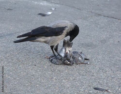 Fotografie A crow finishes off a pigeon on the asphalt