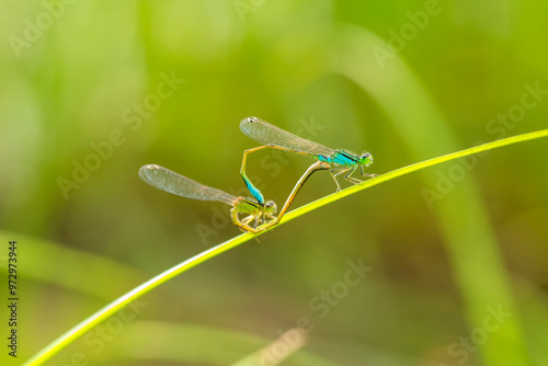 A pair of  Damselflies (Enallagma cyathigerum) mating on a leaf. photo