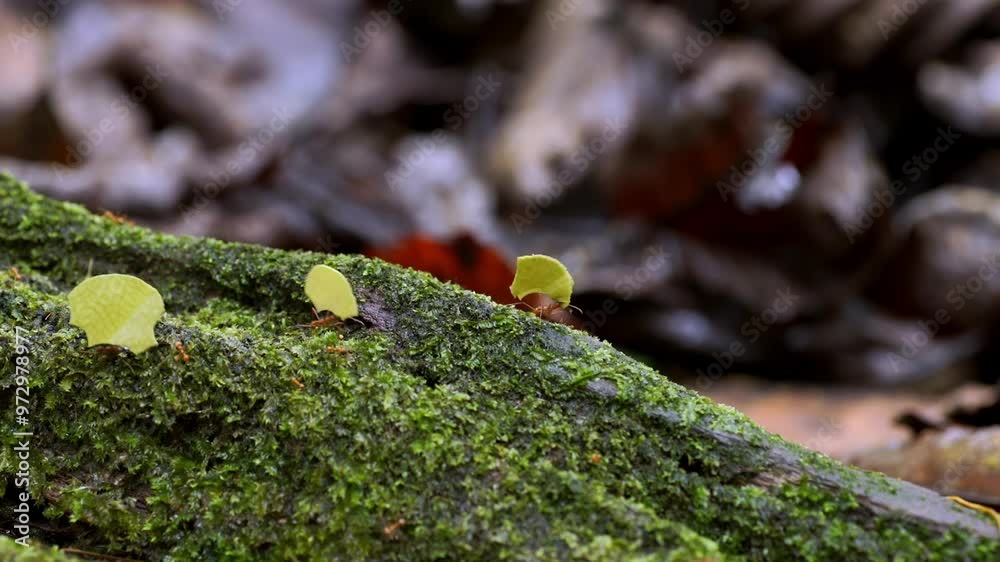 Leaf cutter ants walk along the trunk of a fallen tree and carry leaves. Rainforest in Trinidad and Tobago. Leaf cutter ants walk along the trunk of a fallen tree and carry leaves. Rainforest in Trinidad and Tobago.