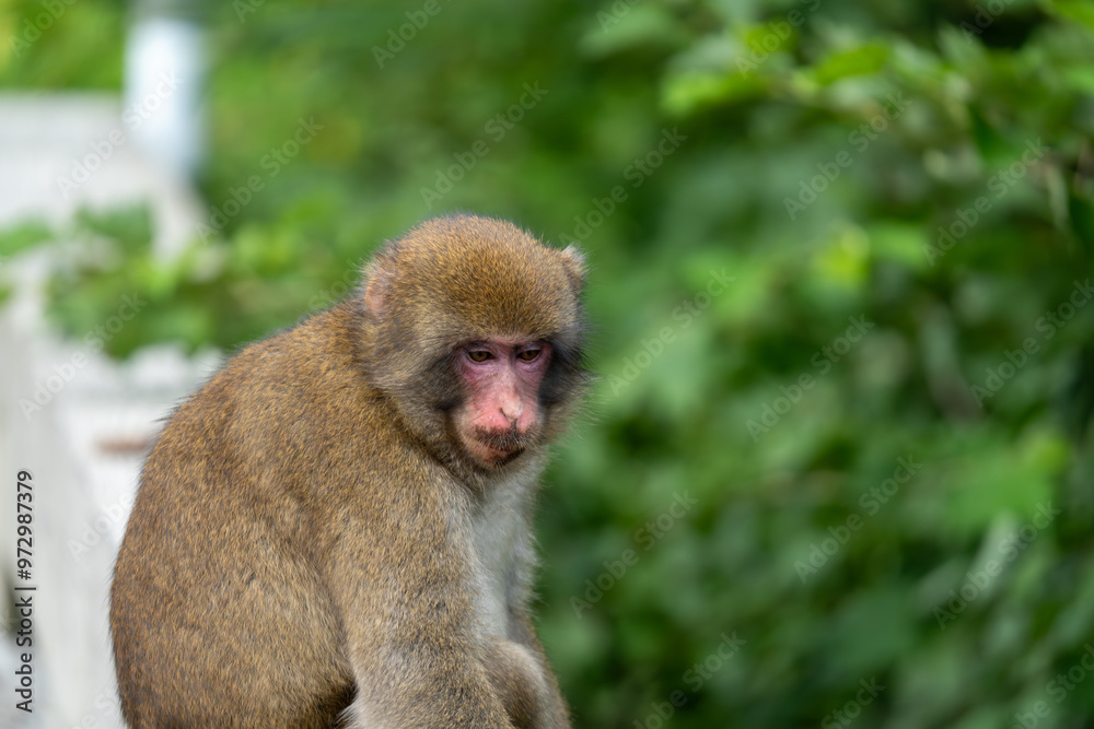 Fototapeta premium 上高地の日本猿の写真