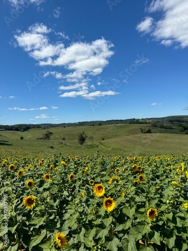 Sunflower field with bright blue sky and mountains in the background.