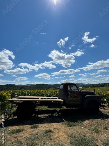 Sunflower field with bright blue sky and mountains in the background.