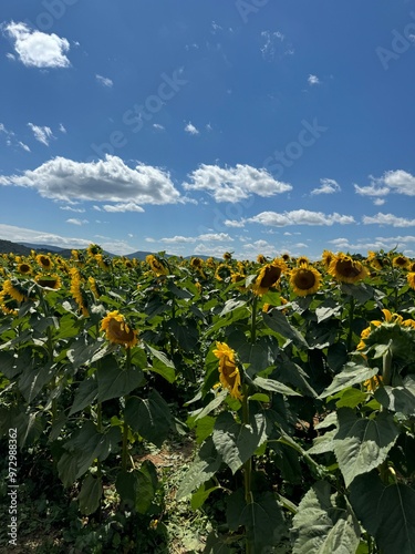 Sunflower field with bright blue sky and mountains in the background.