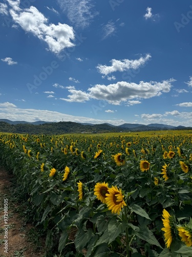 Sunflower field with bright blue sky and mountains in the background.