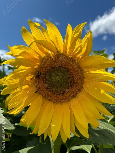 Sunflower field with bright blue sky and mountains in the background.