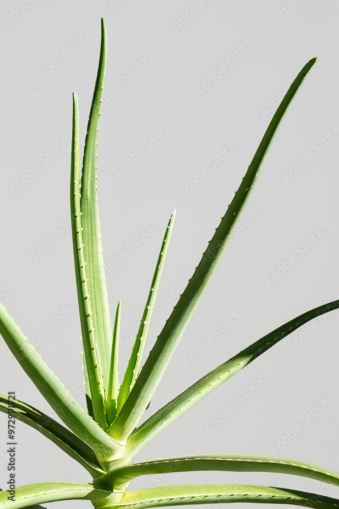 Aloe vera plant against light grey background. Aloe vera plant against light grey background.
