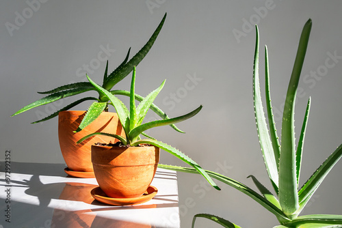 Aloe Vera plants in terracotta pots placed on white surface. Indoor plants or home decor concept.
