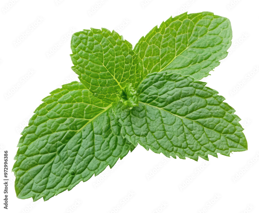 PNG Close-up of fresh green mint leaves