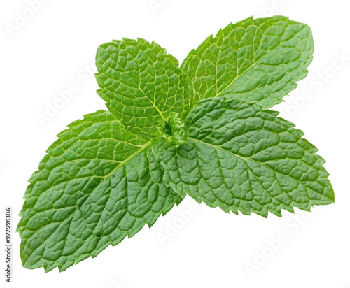 Obraz na płótnie PNG Close-up of fresh green mint leaves w salonie