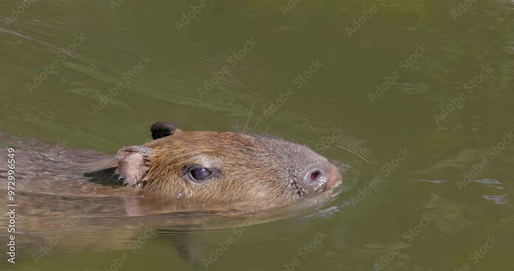 Capybara or greater capybara (Hydrochoerus hydrochaeris) is a giant cave rodent native to South America. It is the largest living rodent and a member of the genus Hydrochoerus. Capybara or greater capybara (Hydrochoerus hydrochaeris) is a giant cave rodent native to South America. It is the largest living rodent and a member of the genus Hydrochoerus.