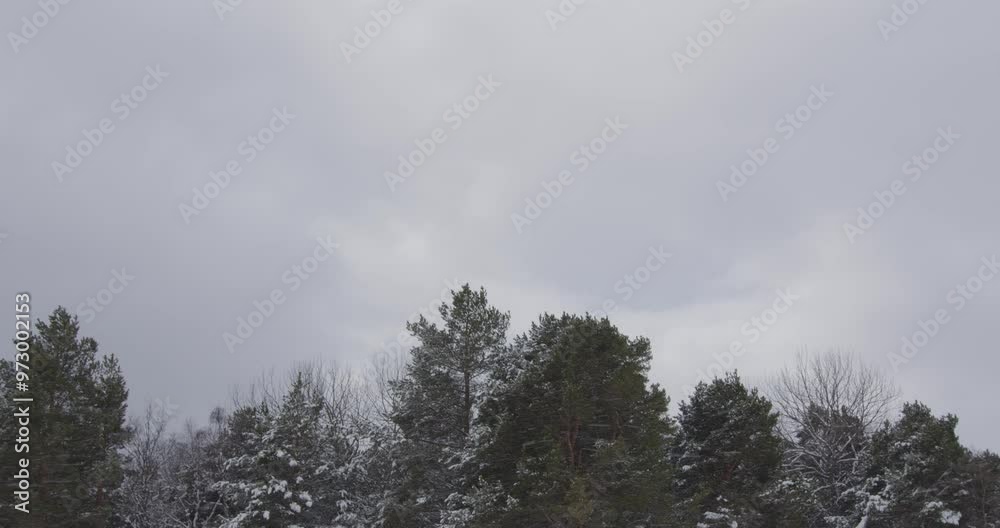 Winter in Norway. Beautiful winter forest. Falling snow. Winter in Norway. Beautiful winter forest. Falling snow.