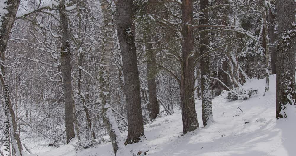 Winter in Norway. Beautiful winter forest. Falling snow. Winter in Norway. Beautiful winter forest. Falling snow.