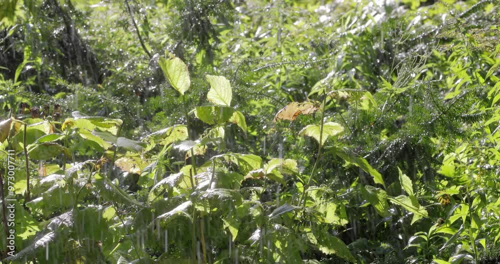 Rain in the rainforest against the background of sunlight. Rain in the rainforest against the background of sunlight.