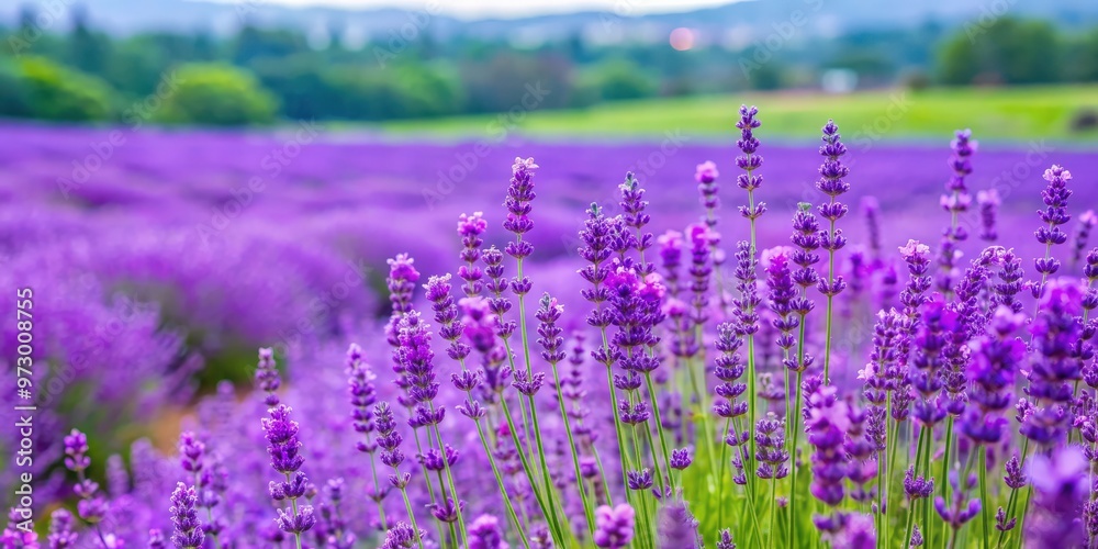 Naklejka premium Vibrant purple lavender blooming in a summer garden in Japan, lavender, flowers, garden, purple, vibrant, beautiful, nature, summer